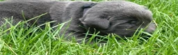 Labrador Retriever dogs for sale: Labrador Retriever 1 - Ad 7