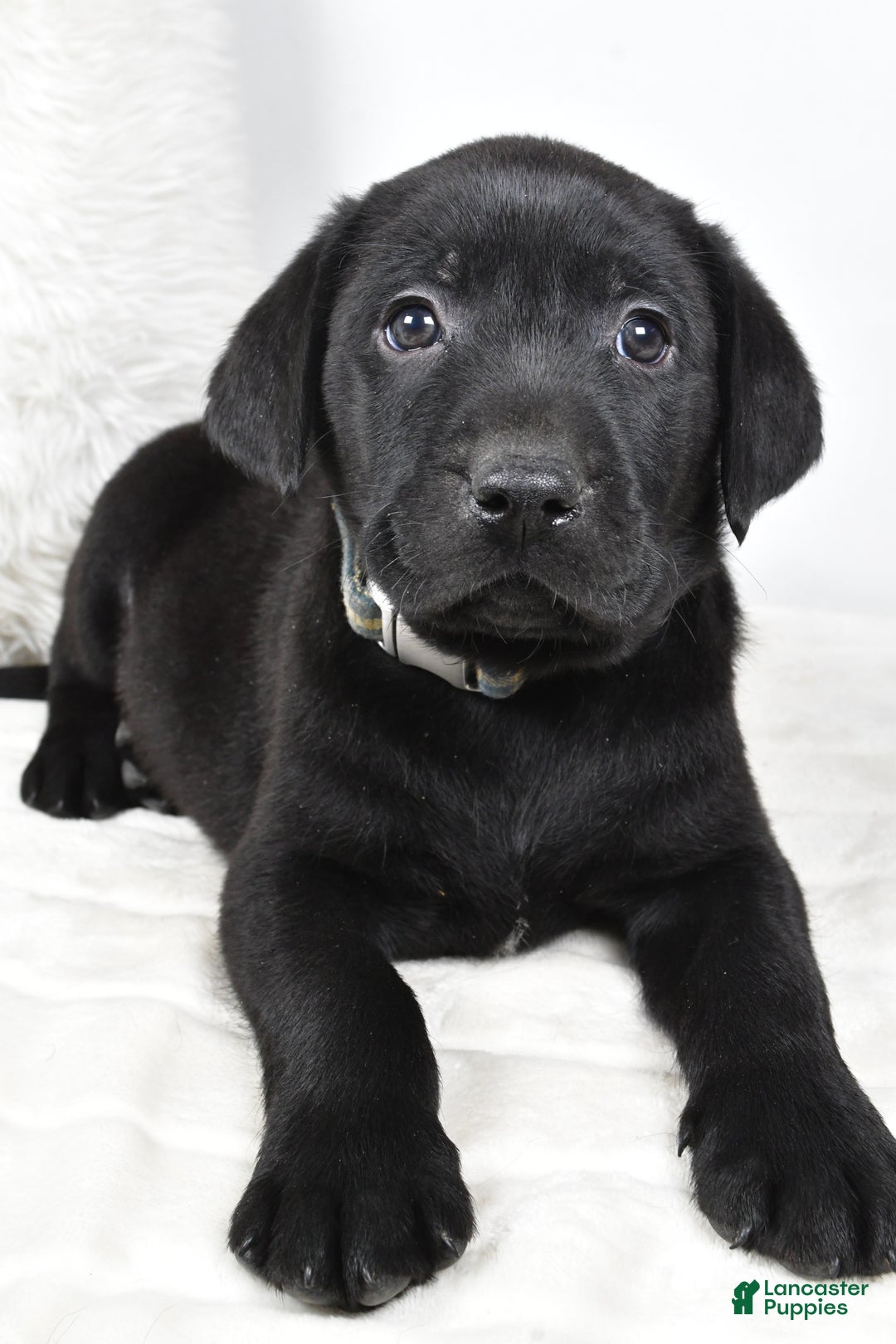 Labrador Retriever dogs for sale: Max - Ad 5