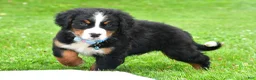 Bernese Mountain Dog dogs for sale: Ned - Ad 13