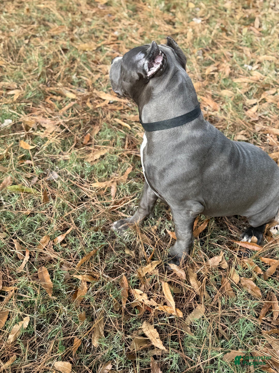 American Bully dogs for sale: Ivy - Ad 8