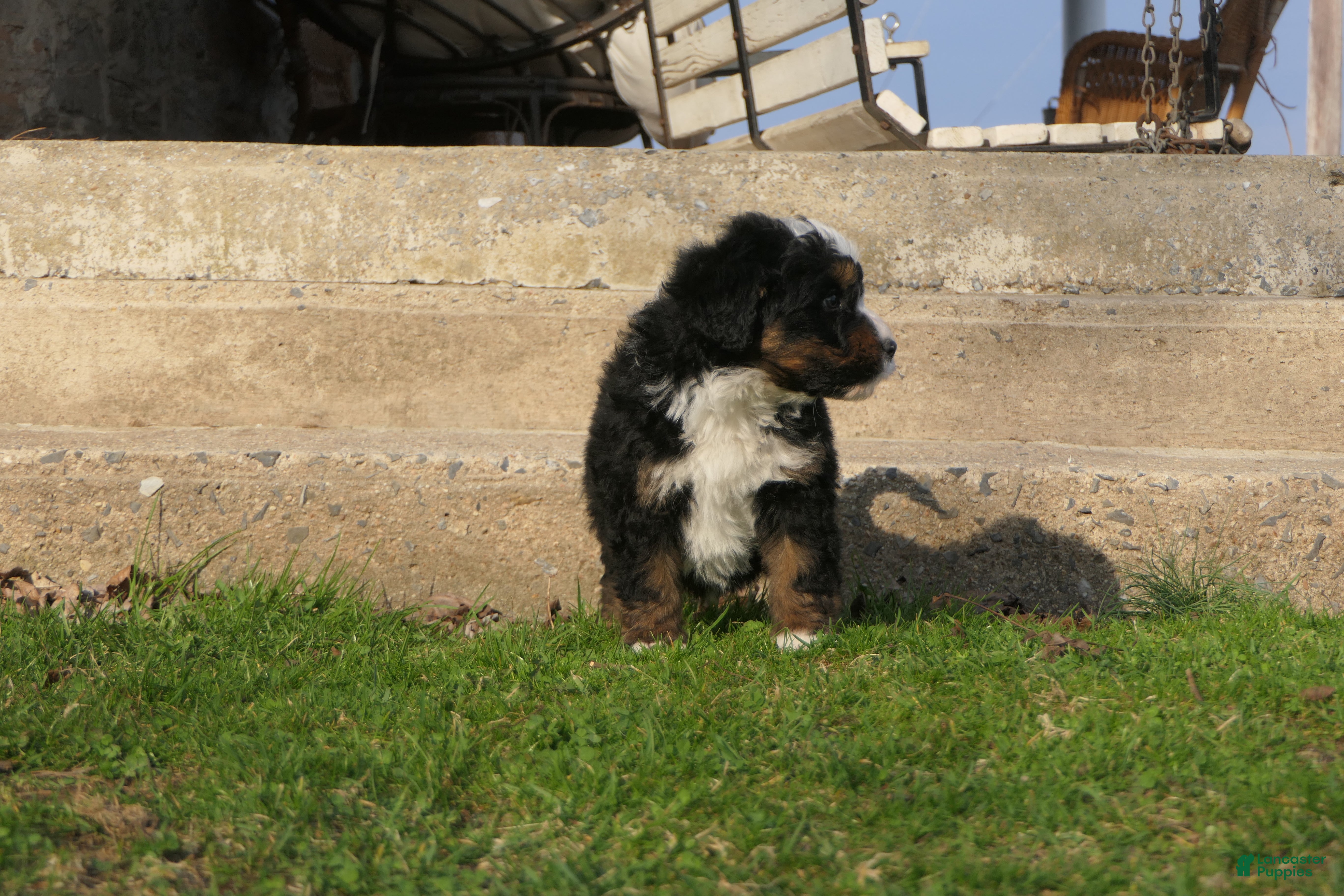 Mini Bernedoodle dogs Mini Bernedoodle Ryder - Ad 1