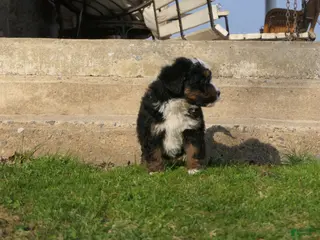 Mini Bernedoodle dogs for sale: Mini Bernedoodle Ryder - Ad 3