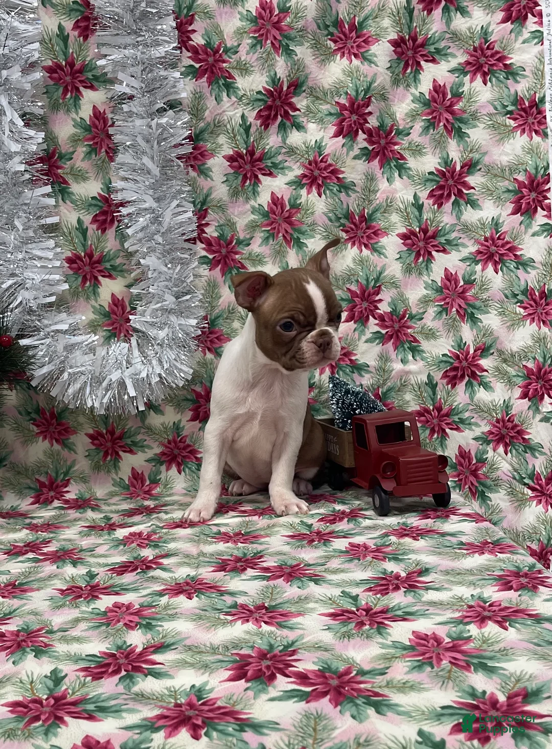 Boston Terrier dogs for sale: Allie - Ad 8