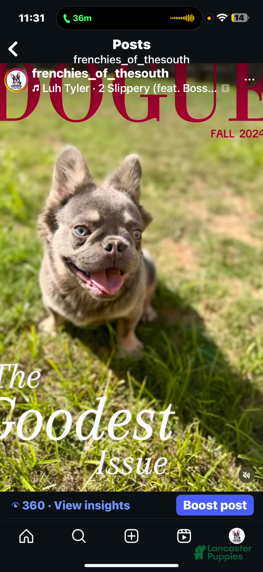 French Bulldog dogs for sale: French Bulldog Puppy 1 - Ad 3