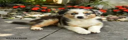 Australian Shepherd dogs for sale: Amelia - Ad 2