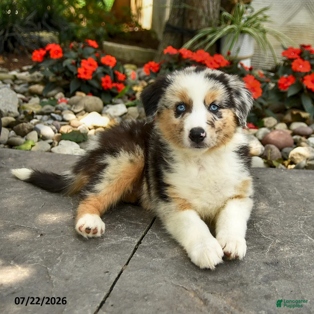Australian Shepherd dogs for sale: Amelia - Ad 2