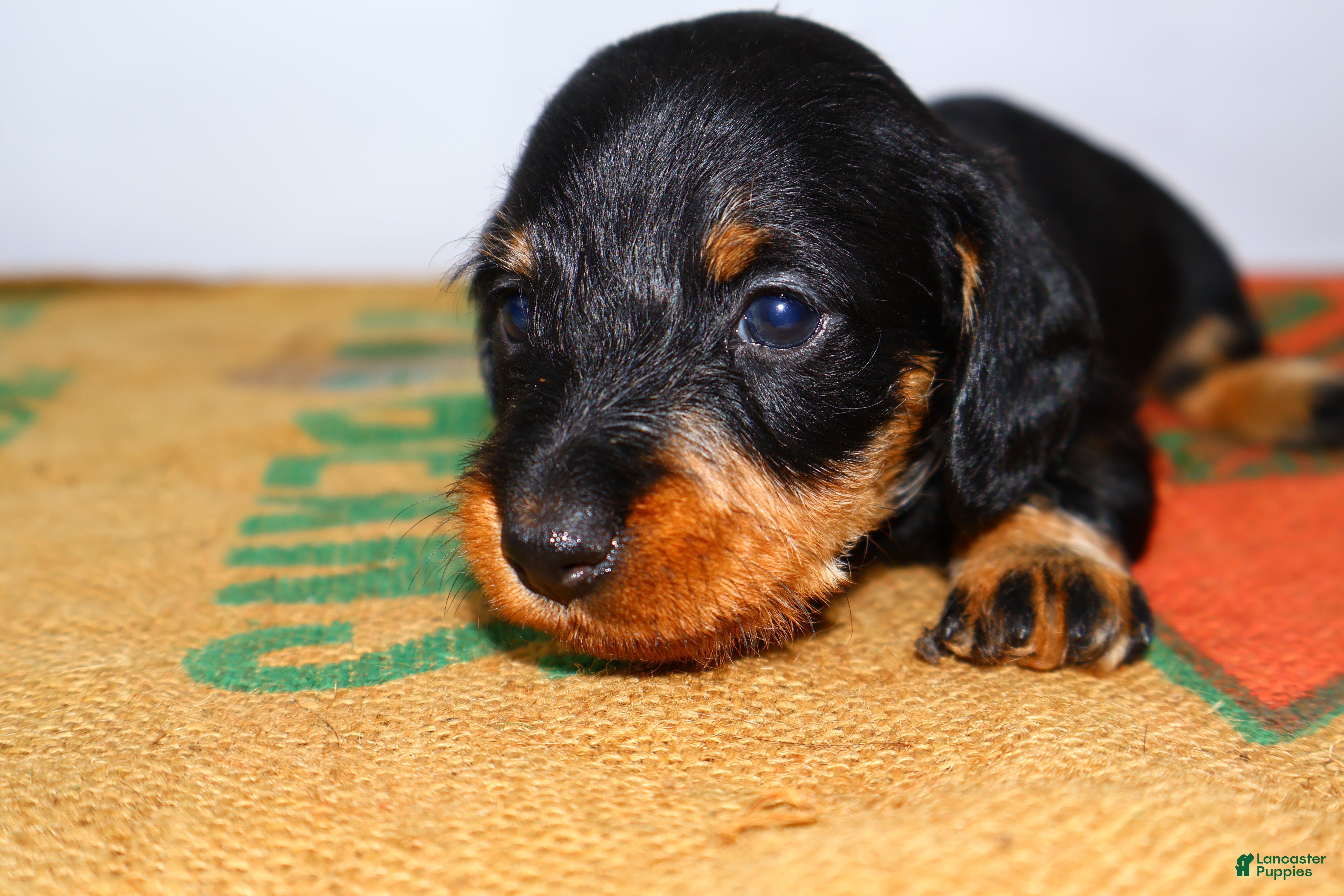 Miniature Dachshund dogs Sadi - Ad 18