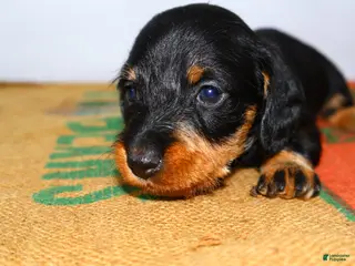Miniature Dachshund dogs Sadi - Ad 18