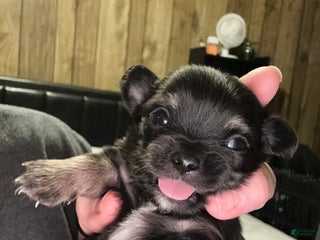 Chihuahua dogs - Ad 38