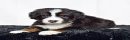 Bernedoodle dogs for sale: Mr. Oscar - Ad 7