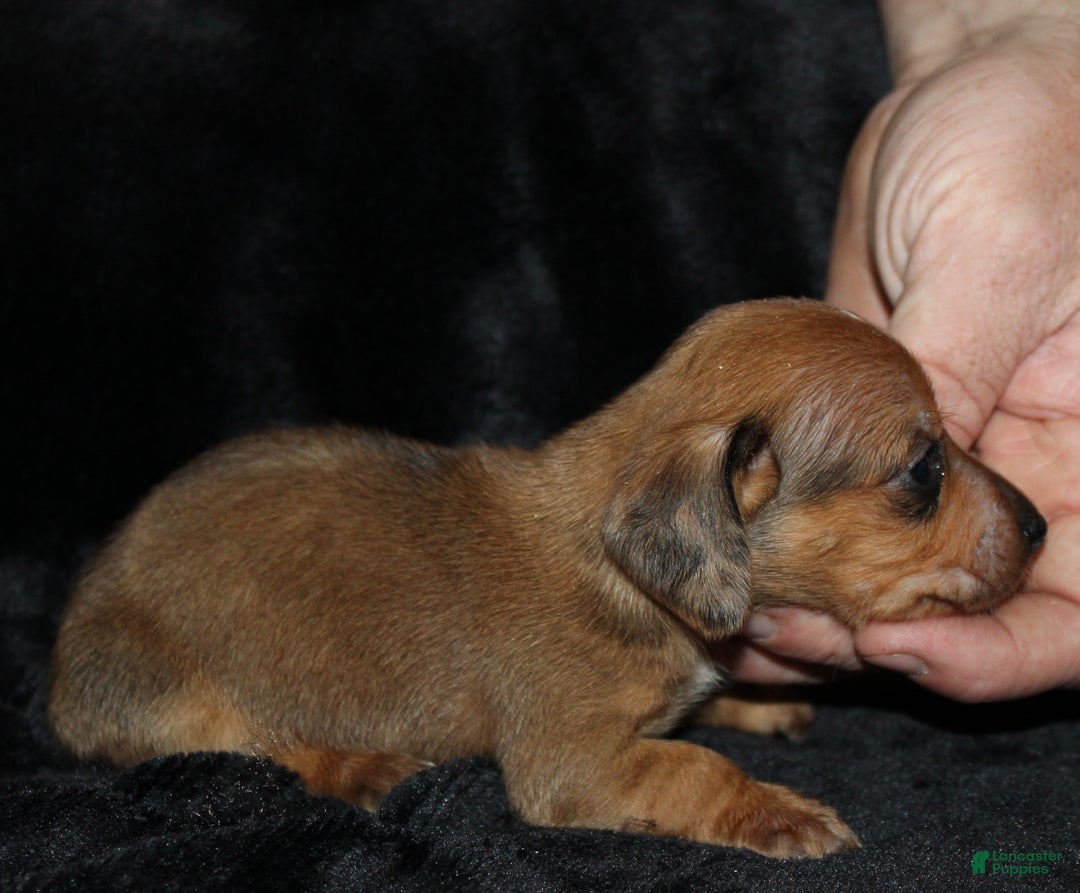 Miniature Dachshund dogs for sale: Steele - Ad 9