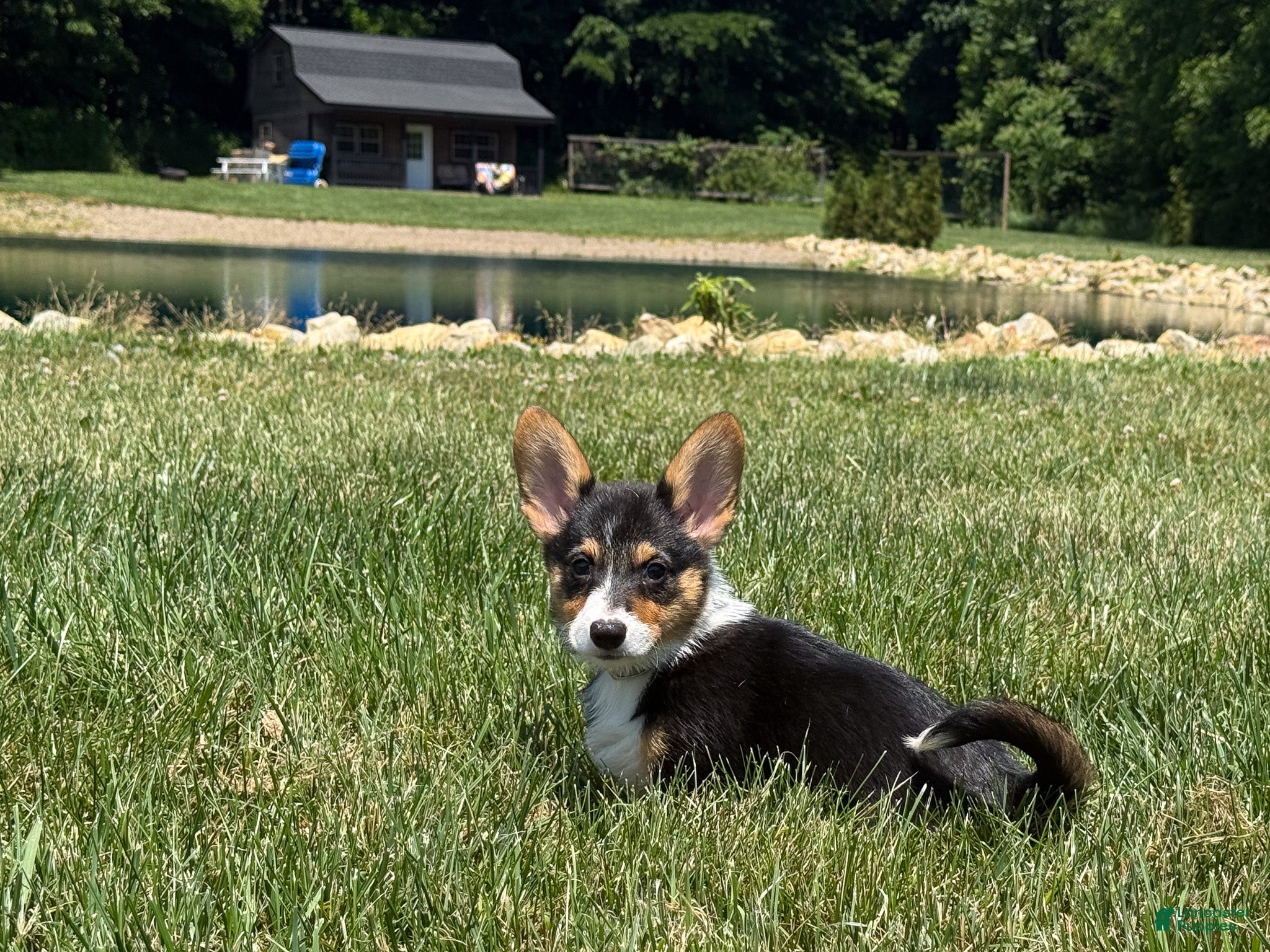 Welsh Corgi Pembroke dogs Ivy - Ad 2