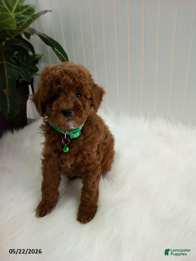 Miniature Poodle dogs Sammy - Ad 1