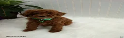 Miniature Poodle dogs for sale: Sammy - Ad 1