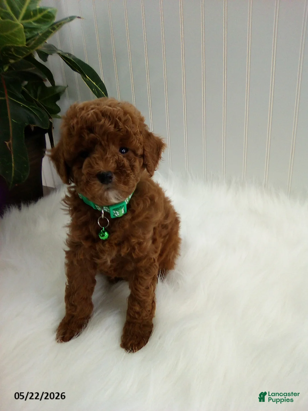Miniature Poodle dogs for sale: Sammy - Ad 1