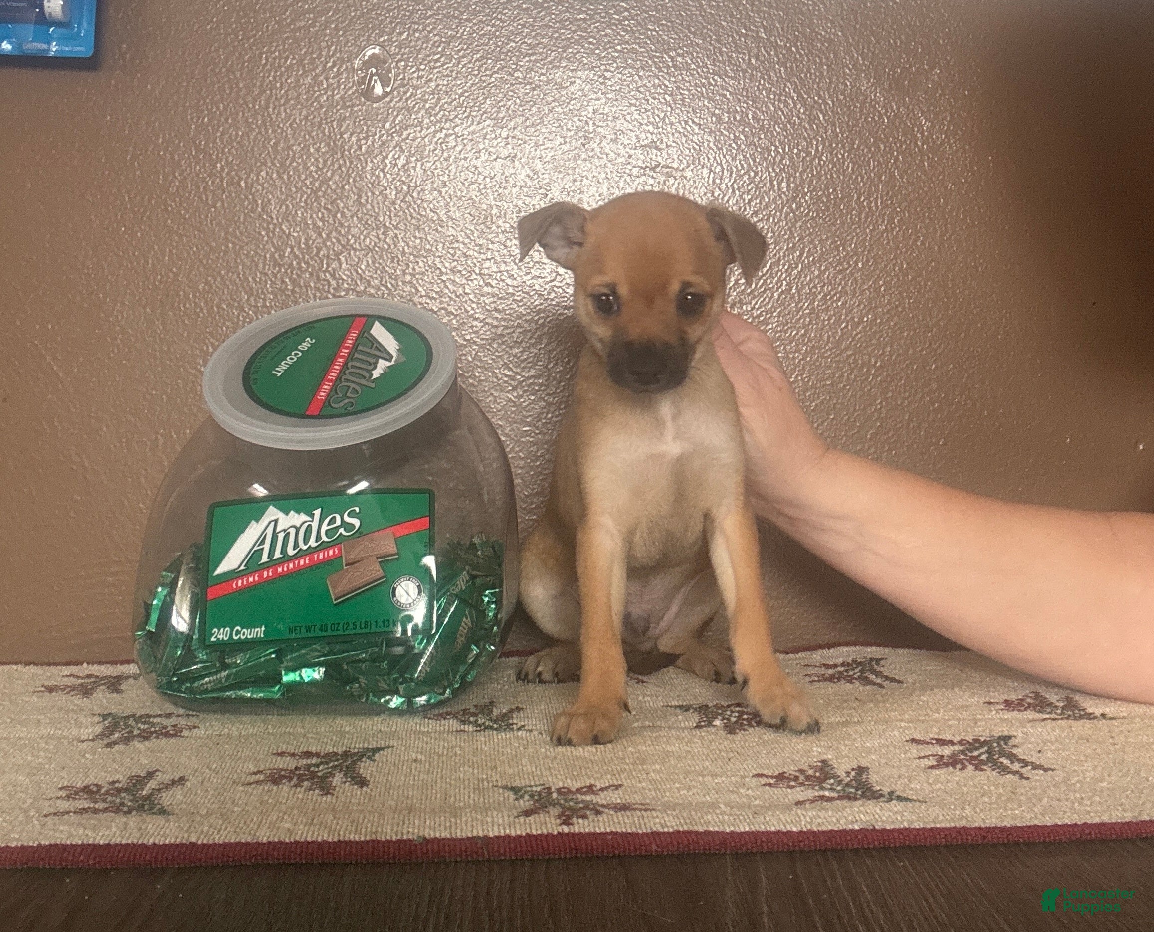 Chihuahua dogs Chihuahua Puppy 3 - Ad 2