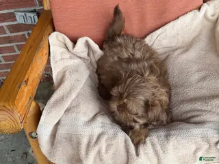 Shih Tzu dogs Shih Tzu Puppy 2 - Ad 1