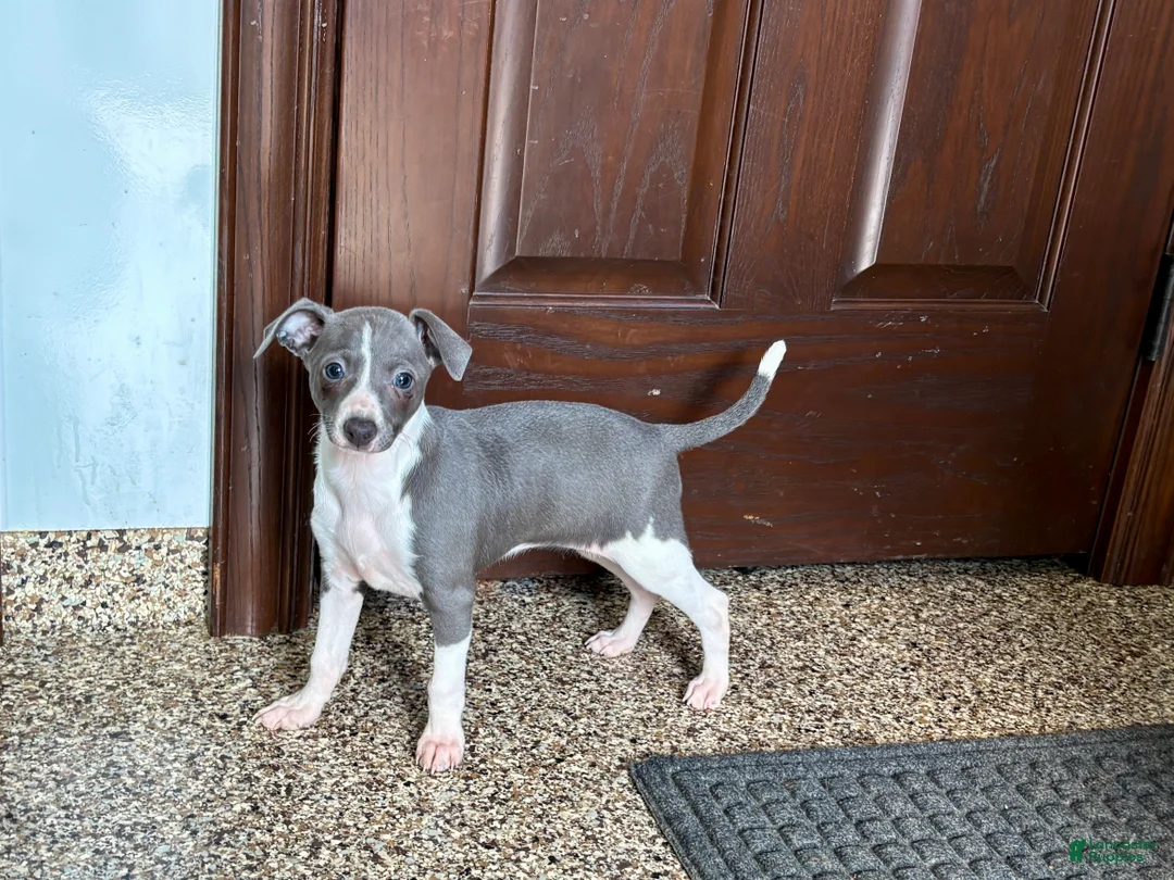 Italian Greyhound dogs for sale: KK - Ad 3