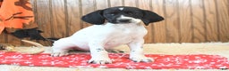 German Shorthaired Pointer dogs for sale: Daisy - Ad 4