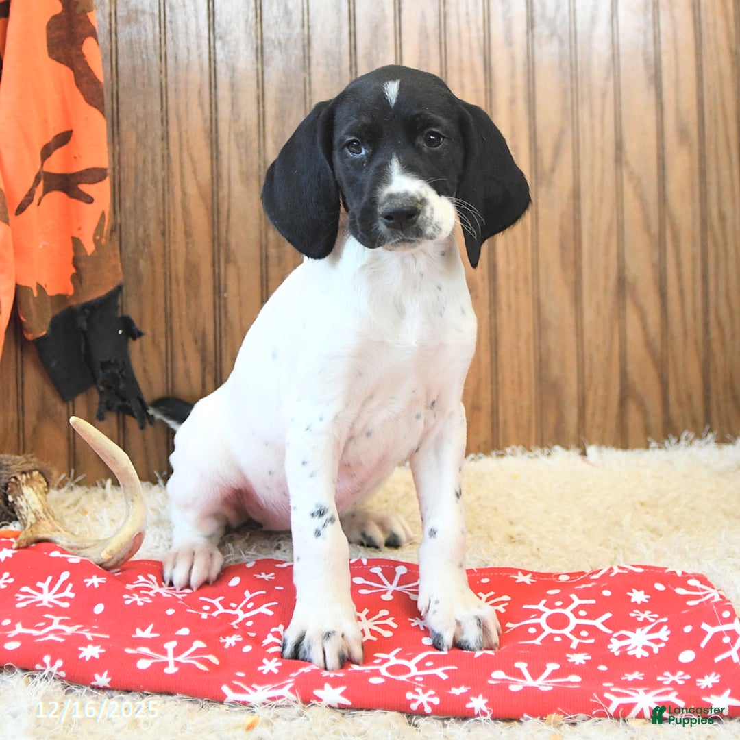 German Shorthaired Pointer dogs for sale: Daisy - Ad 4