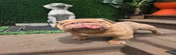 English Bulldog dogs for stud: OPEN FOR STUD - Ad 16