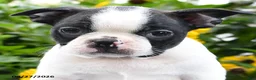 Boston Terrier dogs for sale: Rocco - Ad 3