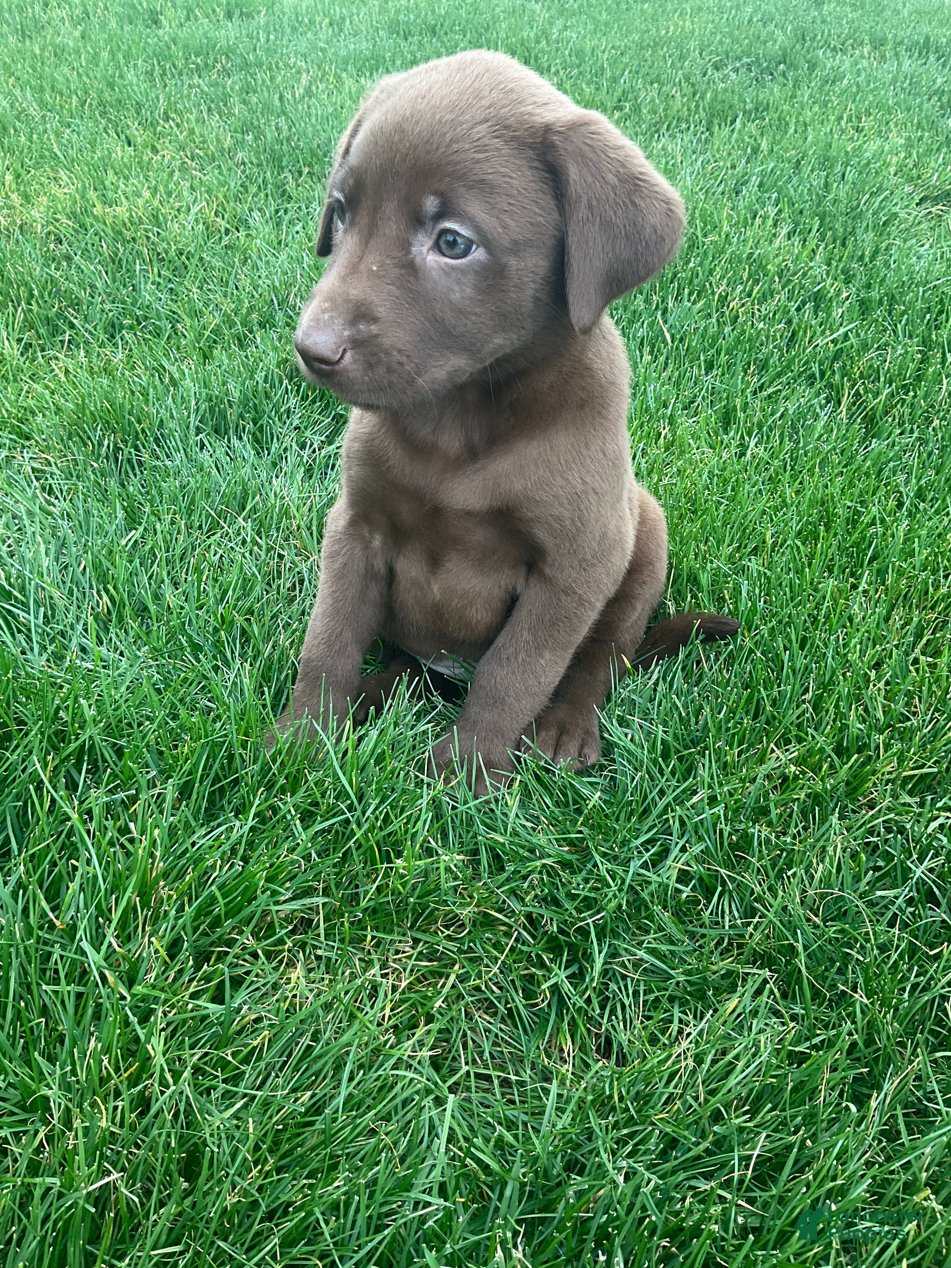 Labrador Retriever dogs Zara - Ad 1