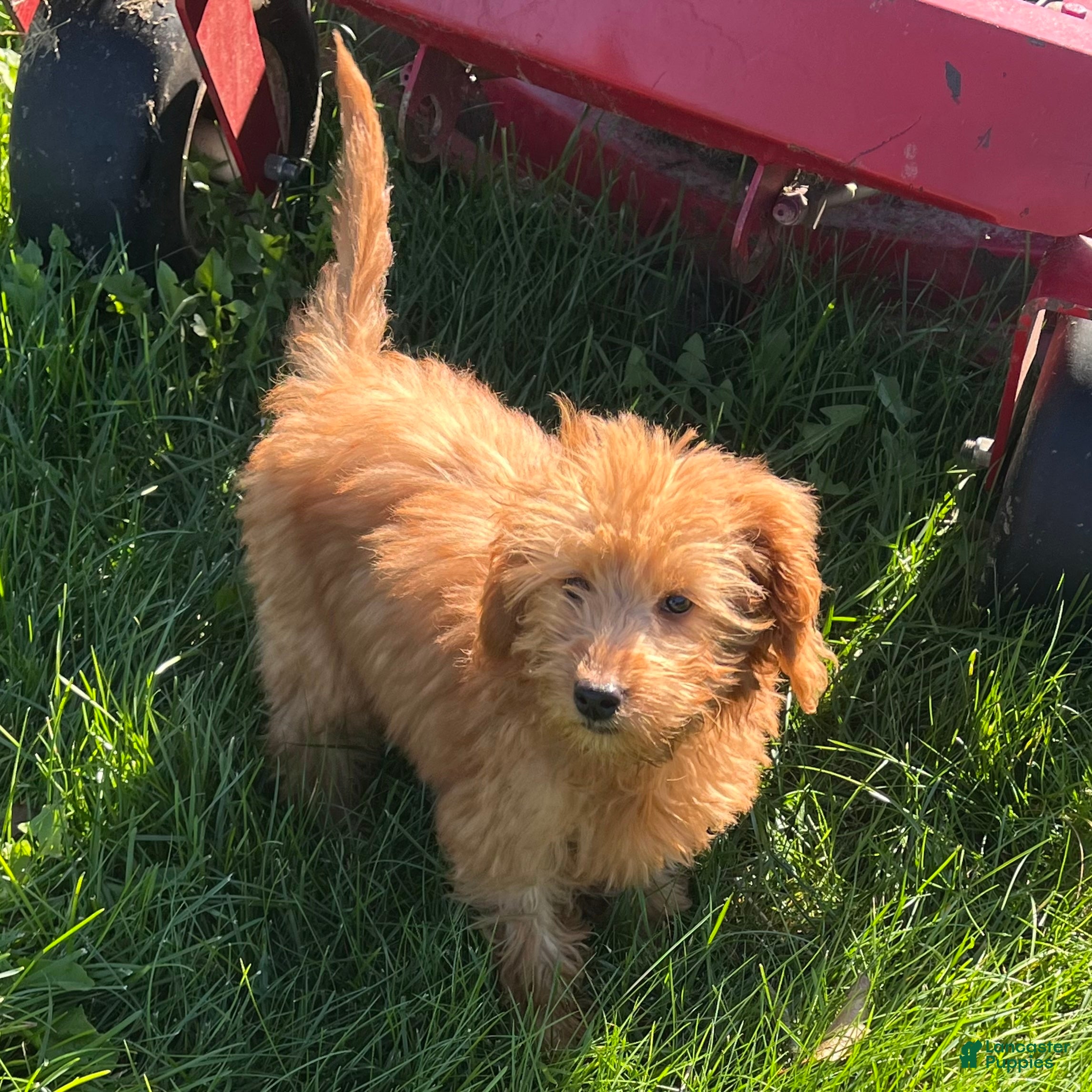 Goldendoodle dogs for sale: Hazel medium sized - Ad 1