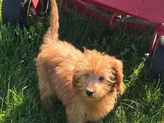 Goldendoodle dogs for sale: Hazel medium sized - Ad 1