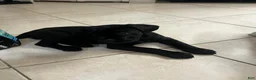 Cane Corso dogs for sale: Cane Corso 1 - Ad 4