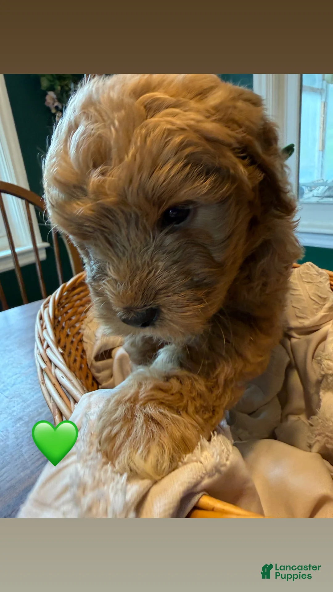 Mixed Breed dogs for sale: Boy 2 - Ad 2