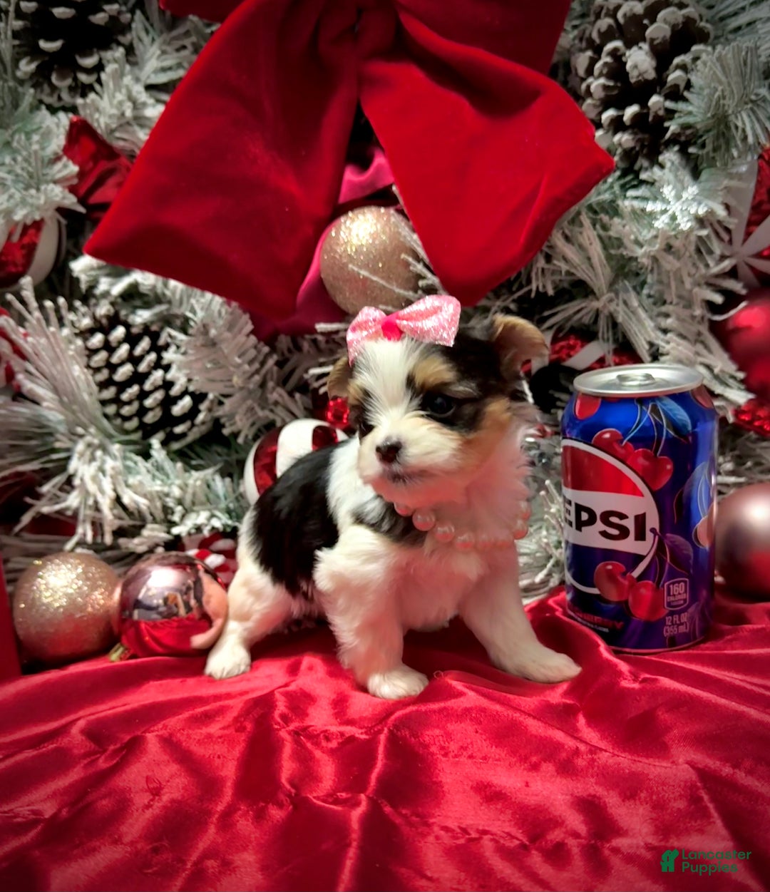 Yorkshire Terrier dogs for sale: Dot - Ad 5