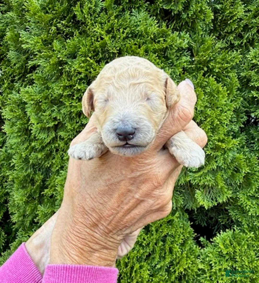 Goldendoodle dogs for sale: Yellow - Ad 4