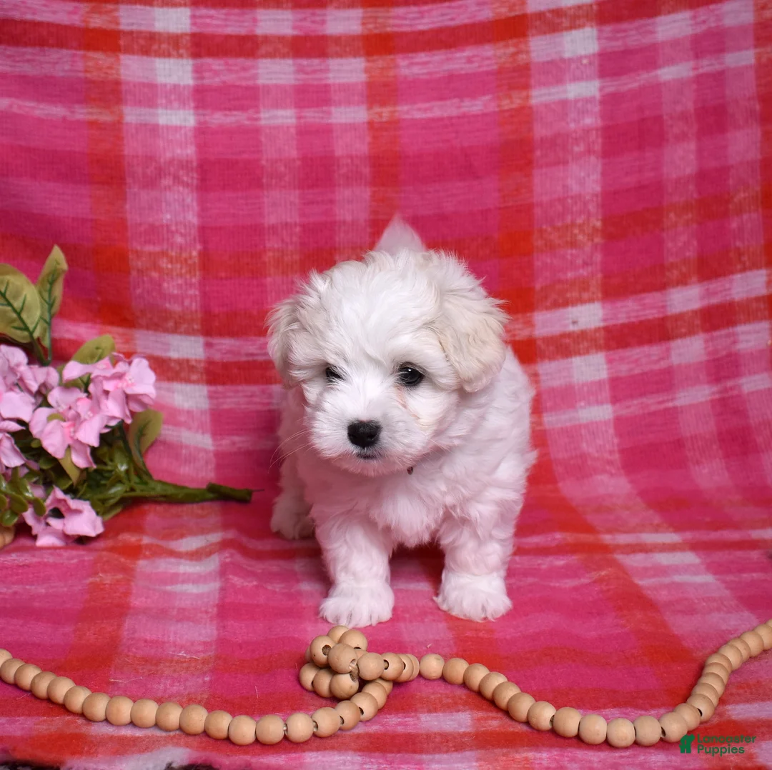 Coton De Tulear dogs for sale: Peppermint  - Ad 5