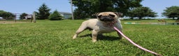 Pug dogs for sale: Casey - Ad 13
