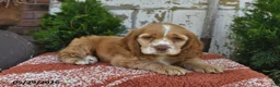 Cocker Spaniel dogs for sale: Peanut - Ad 4