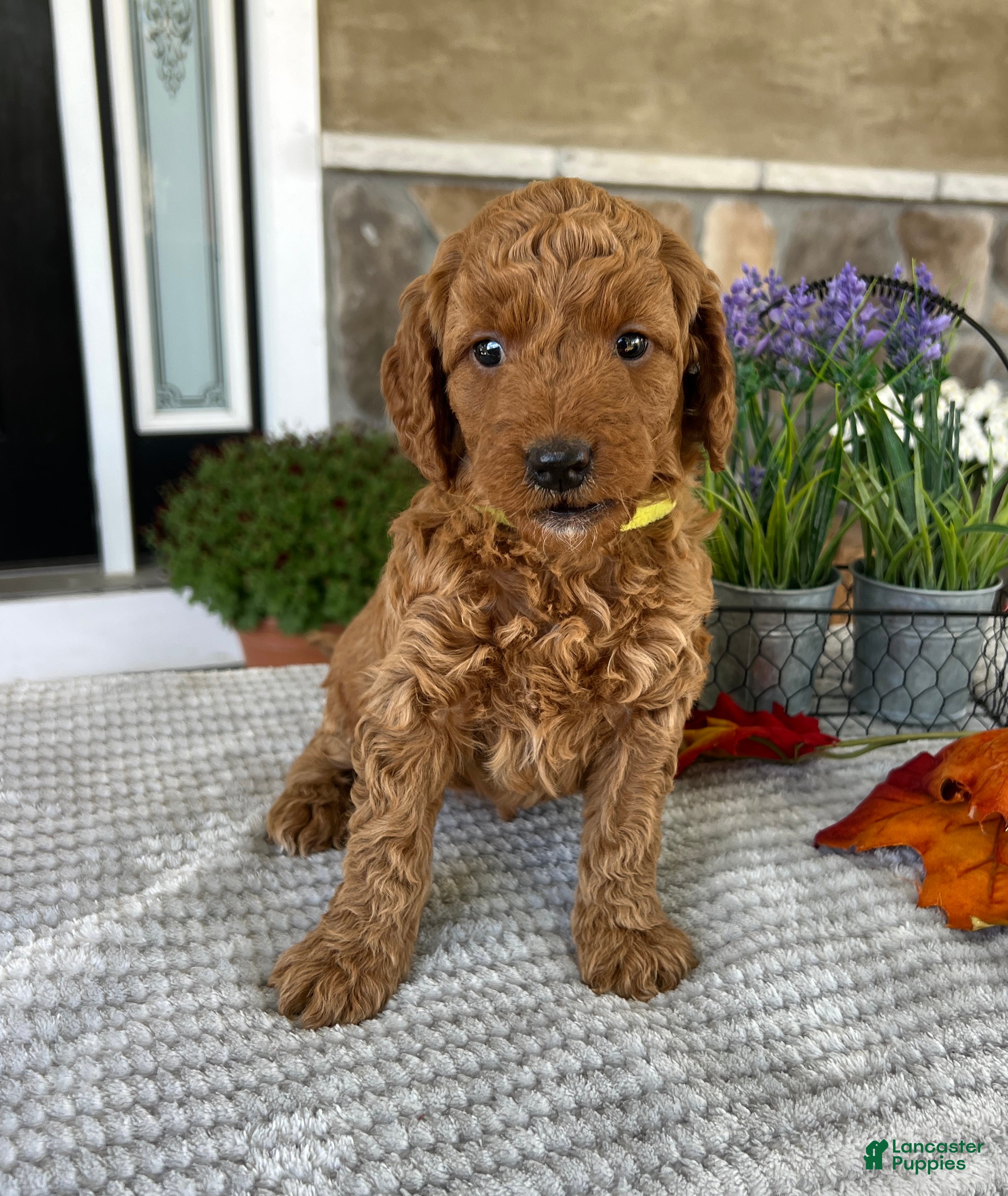 Goldendoodle dogs Lola - Ad 2