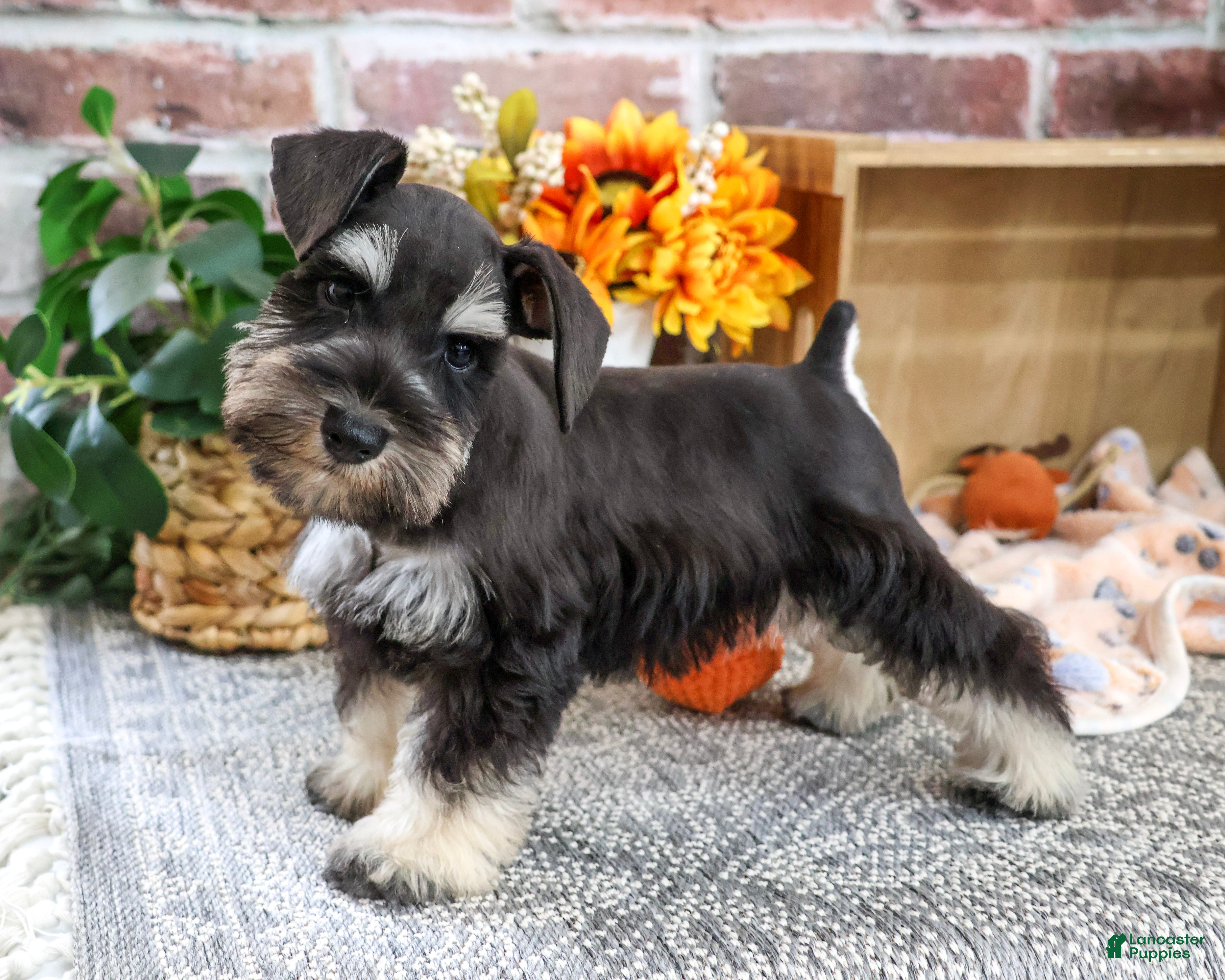 Miniature Schnauzer dogs Landon - Ad 32
