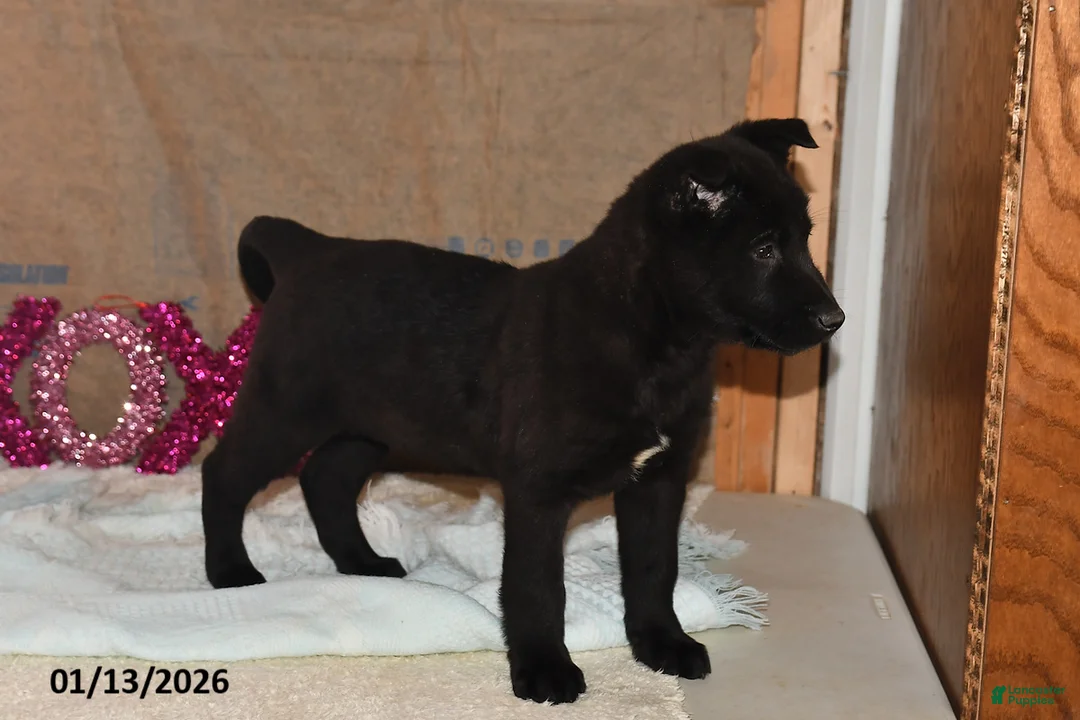 Belgian Malinois dogs for sale: Leo - Ad 5