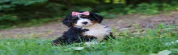 Mini Bernedoodle dogs for sale: Reese - Ad 5
