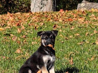 Gerberian Shepsky dogs - Ad 29