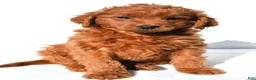 Mini Goldendoodle dogs for sale: Tucker - Ad 7
