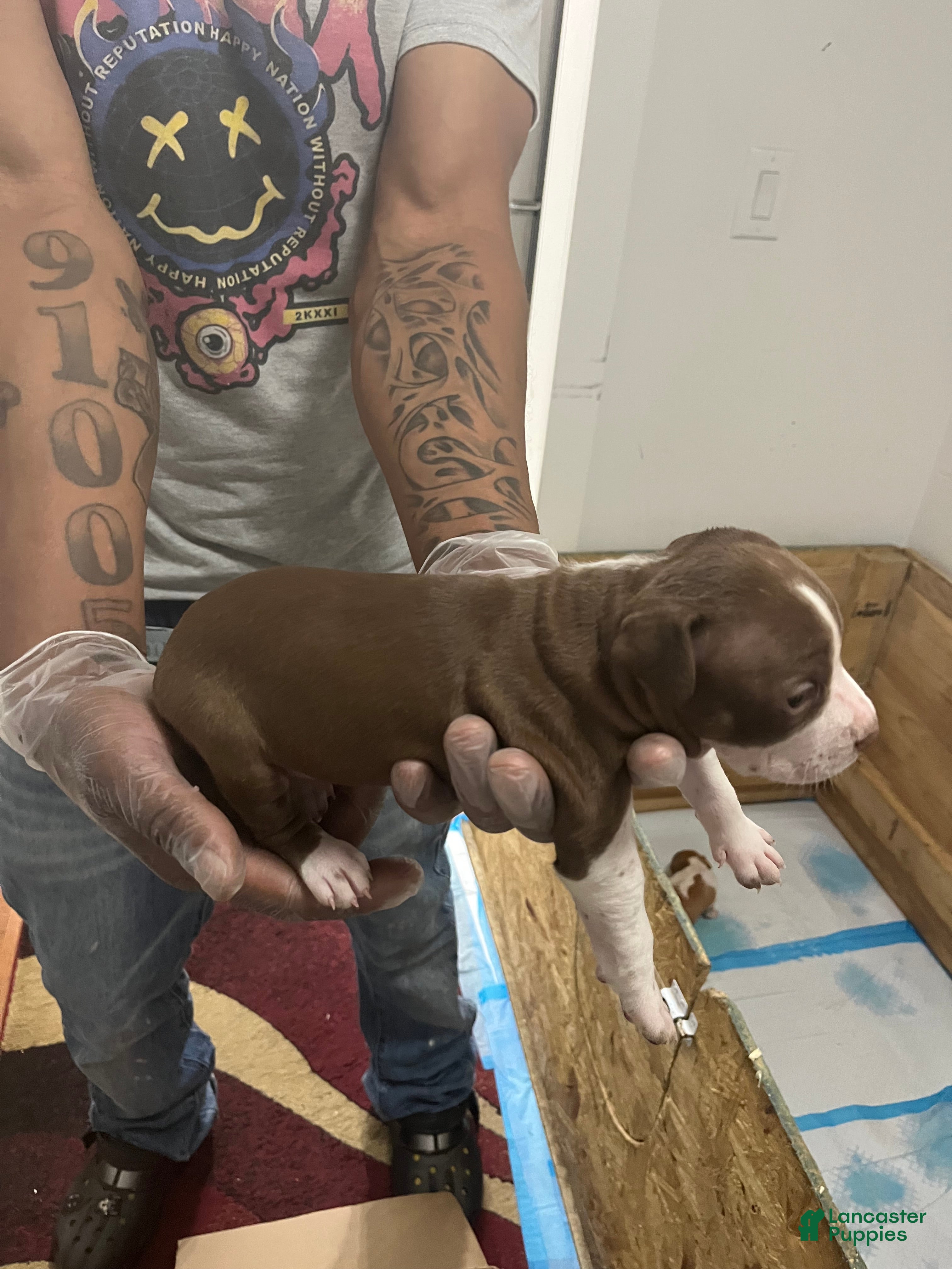 American Pit Bull Terrier dogs American Pit Bull Terrier 8 - Ad 25