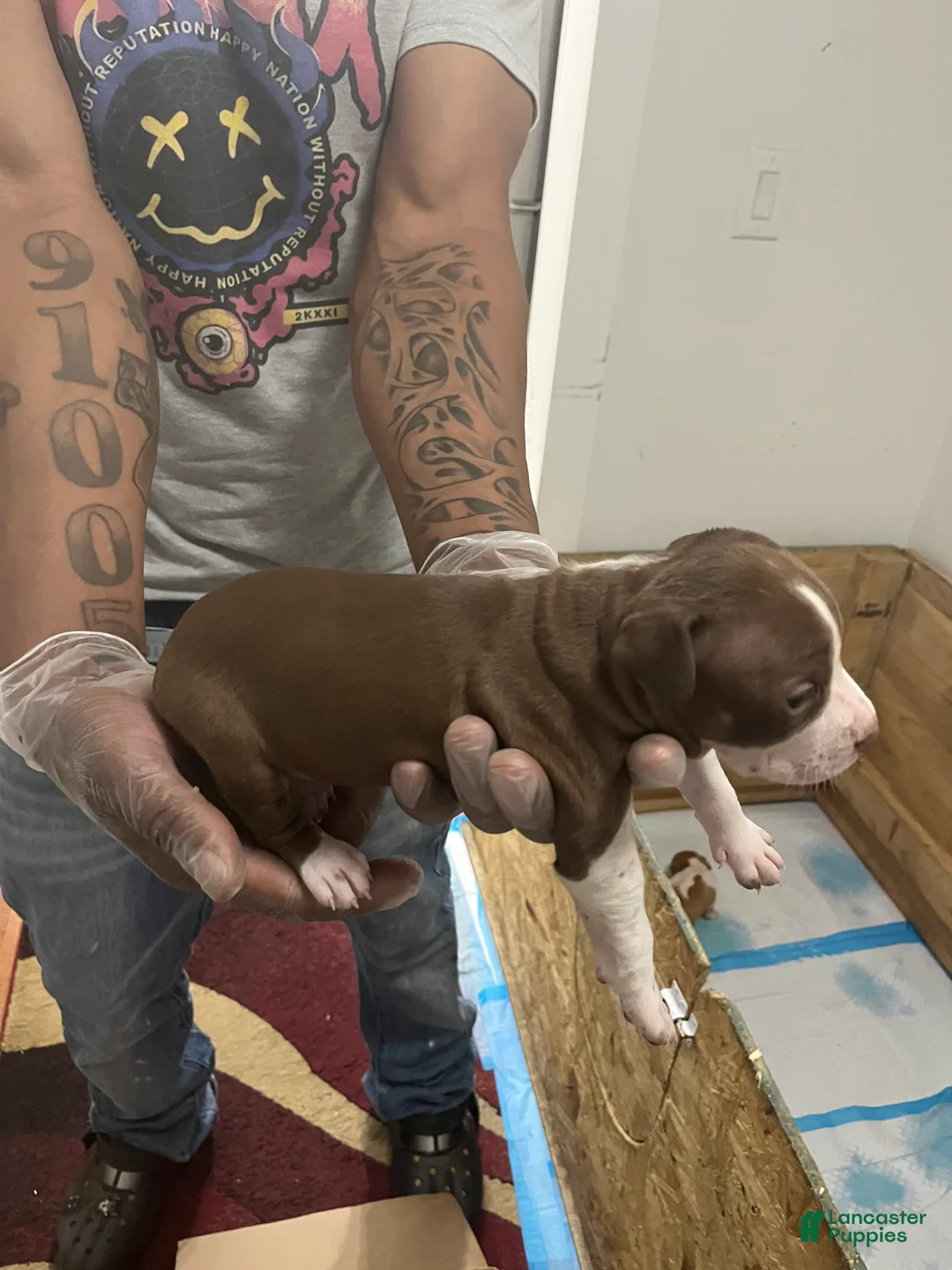 American Pit Bull Terrier dogs for sale: American Pit Bull Terrier 8 - Ad 1