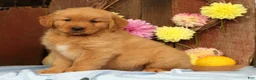 Golden Retriever dogs for sale: Hosea - Ad 5
