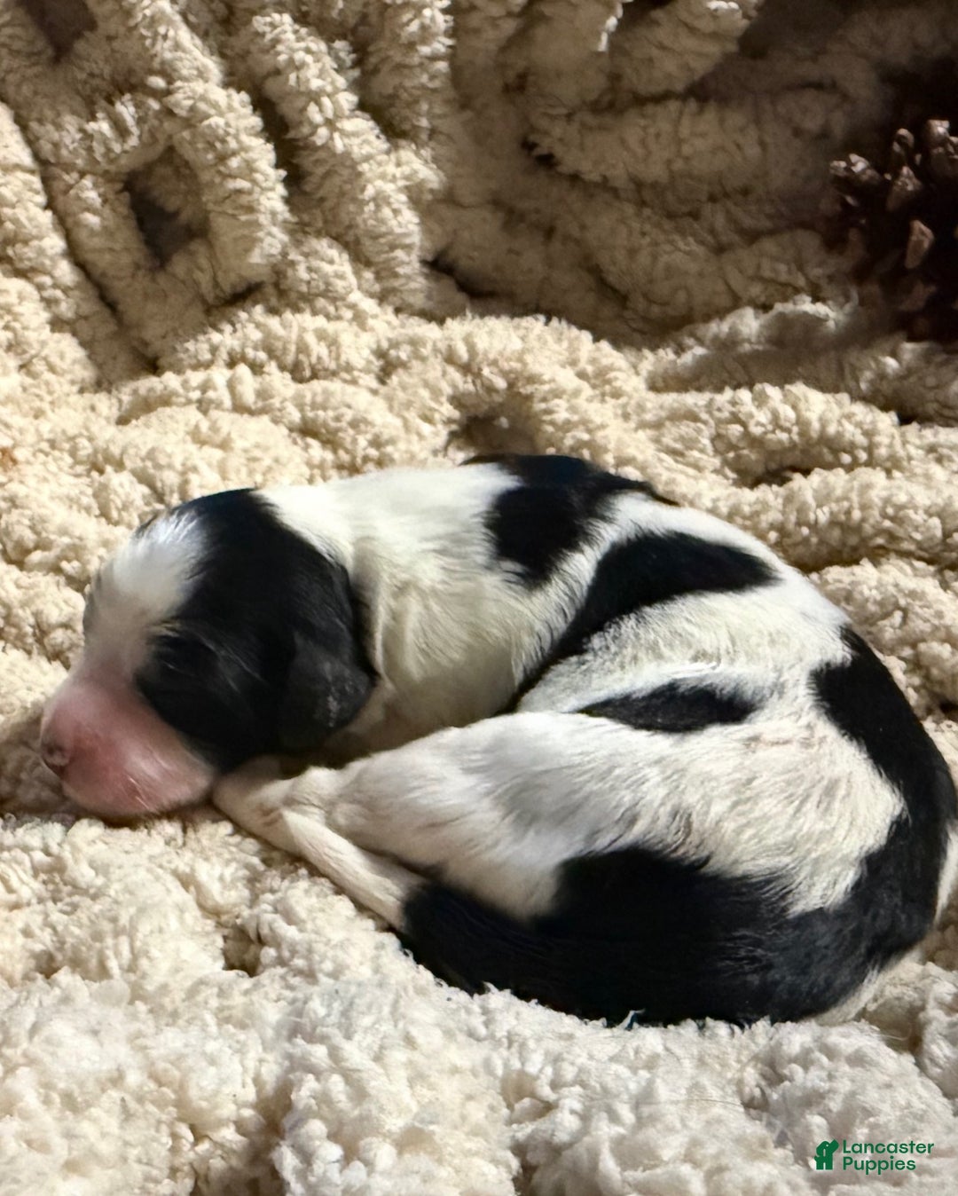 Mixed Breed dogs for sale: Buddy - Ad 2