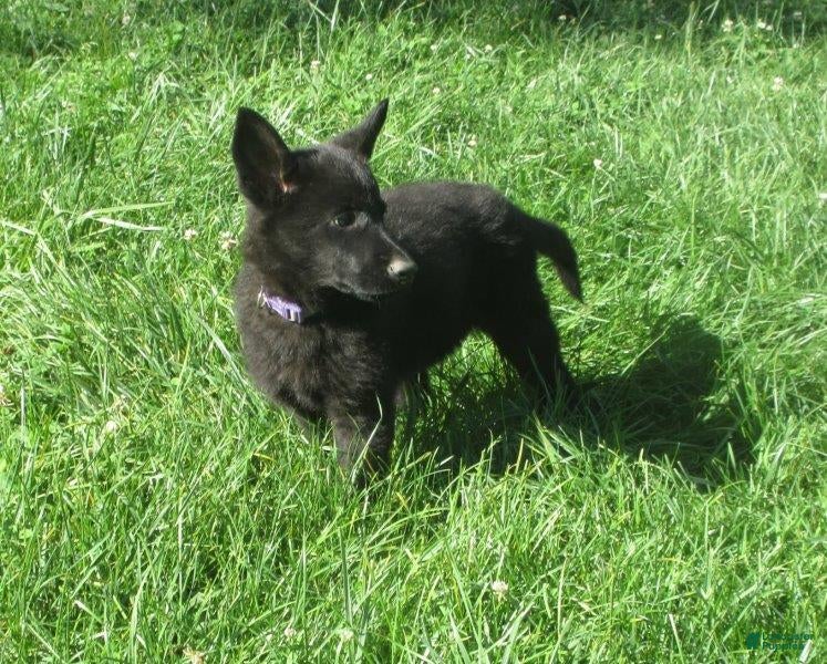 German Shepherd dogs Shirley - Ad 1