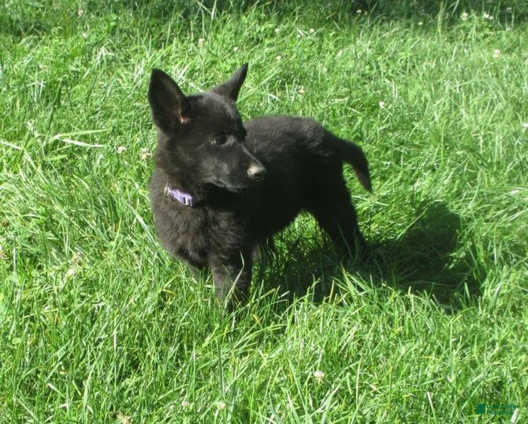 German Shepherd dogs for sale: Shirley - Ad 1