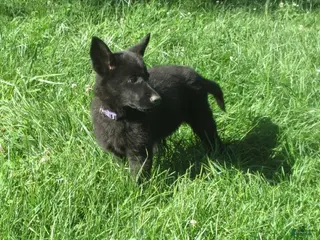 German Shepherd dogs for sale: Shirley - Ad 4