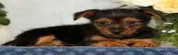 Yorkshire Terrier dogs for sale: Nova - Ad 7